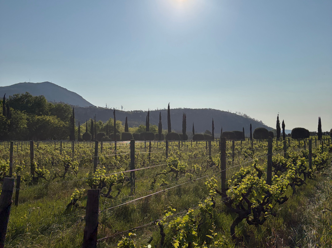 Franschhoek Wine Tram-法兰舒克必去景点
