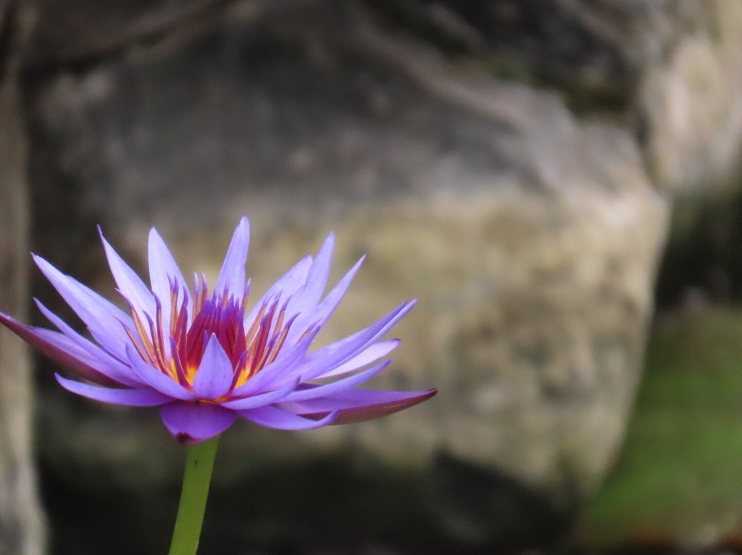 Jardin Botanico del Descubrimiento de Vallehermoso-Vallehermoso必去景点