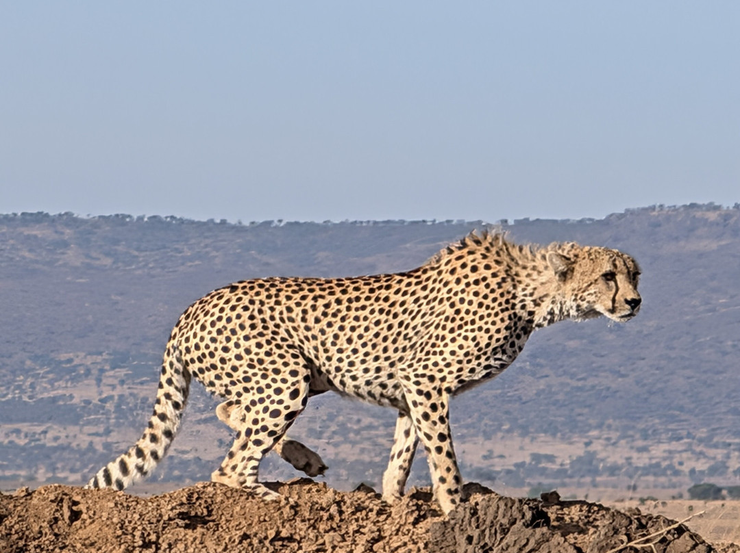 Lion Track Safari Company-Sakina必去景点