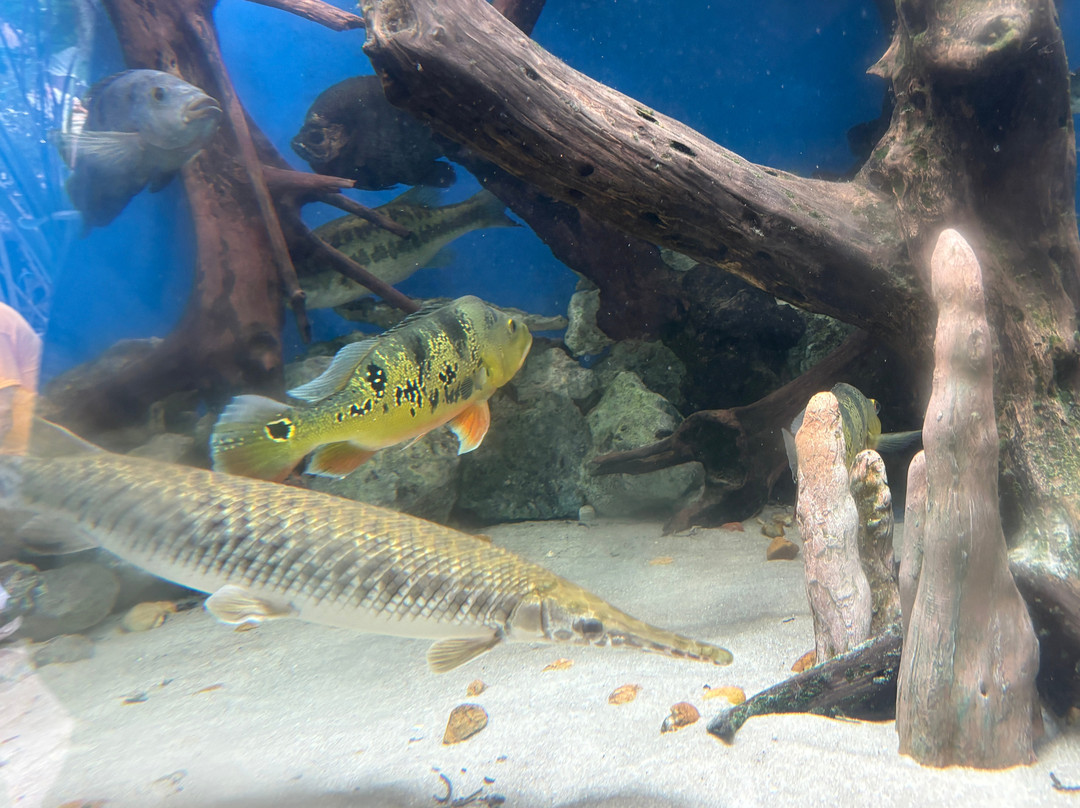Florida Keys Aquarium Encounters-马拉松必去景点