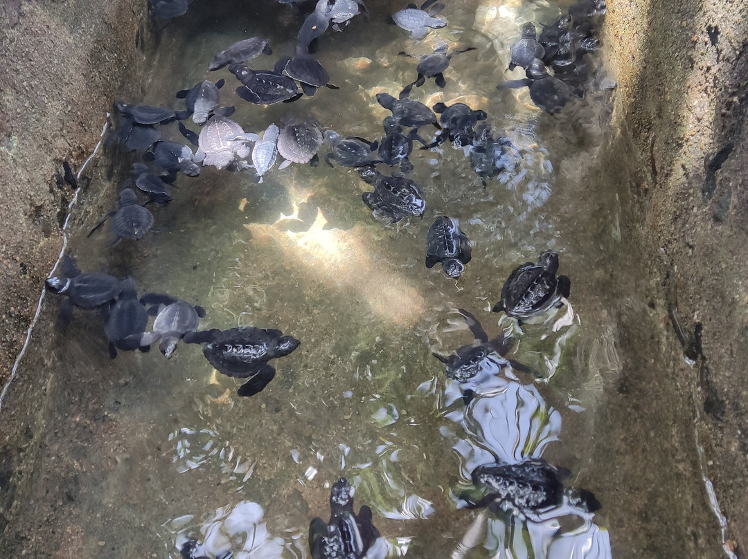 Sea Turtle Farm Galle Mahamodara-加勒必去景点