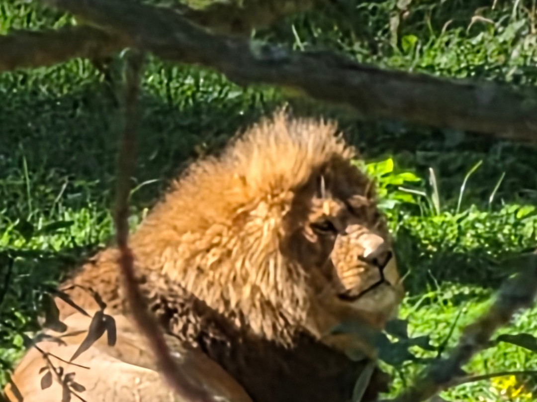 Knuthenborg Safaripark-马里博必去景点