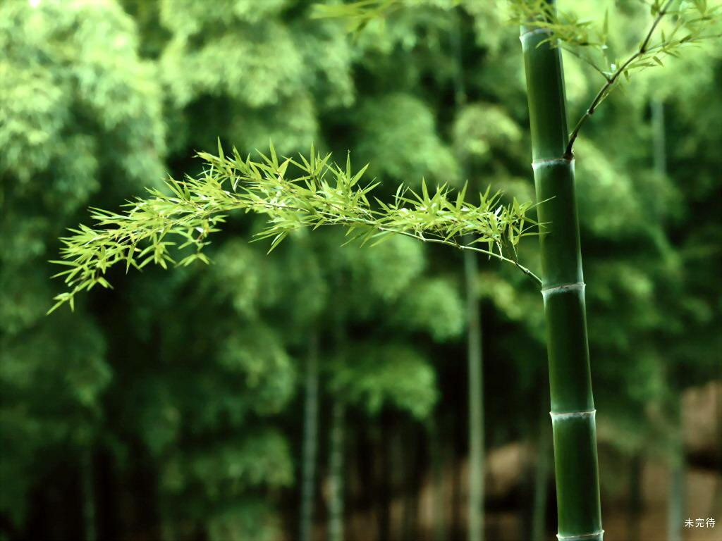 竹洞天景点图片