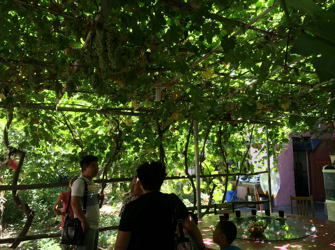 阿勒泰金山葡萄风景区景点图片
