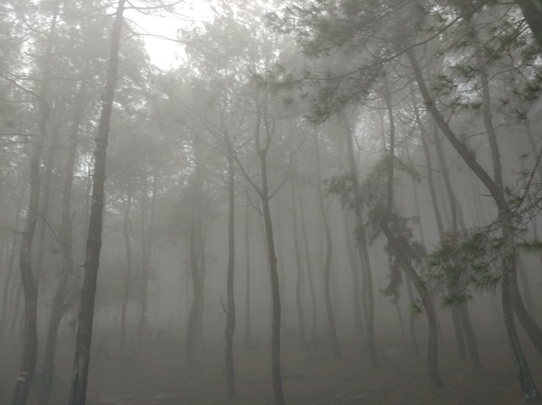 Bukit Pinus Panyawangan景点图片