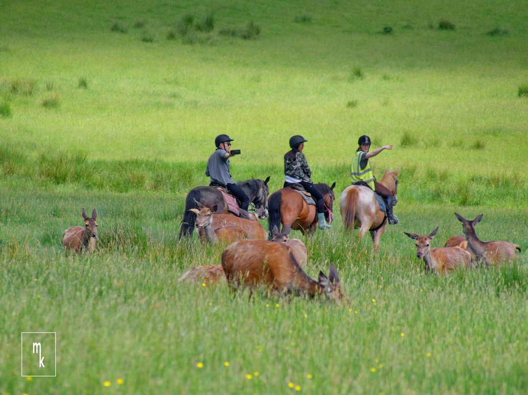 Killarney Riding Stables-基拉尼必去景点
