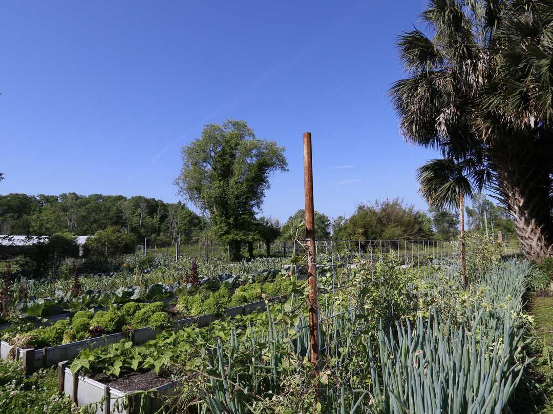 Crones Cradle Conserve