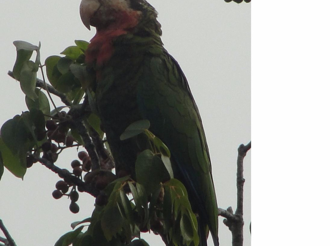 Lucayan Nature Tours景点图片