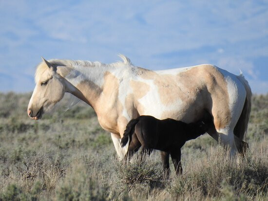 Explore Cody Wild Horse Tours-科迪必去景点