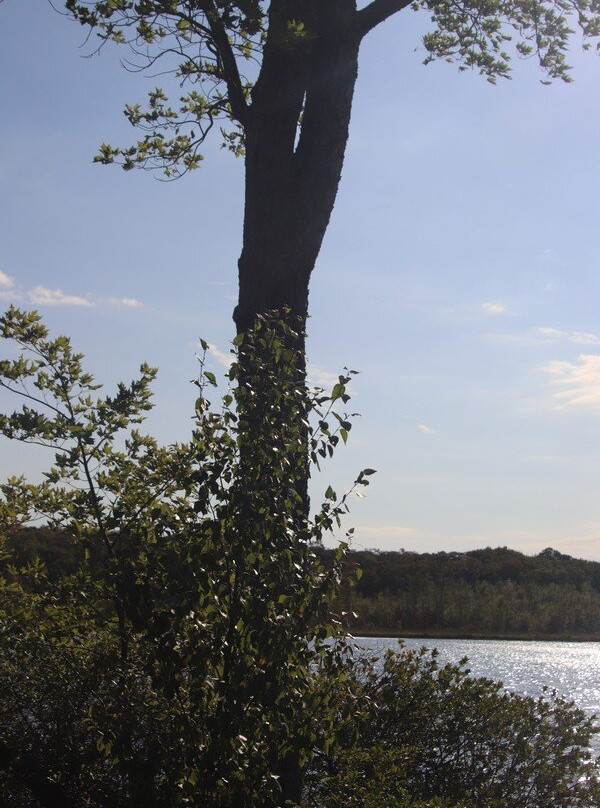 Cotrill Lake And Side Trail, Dyers Bay景点图片