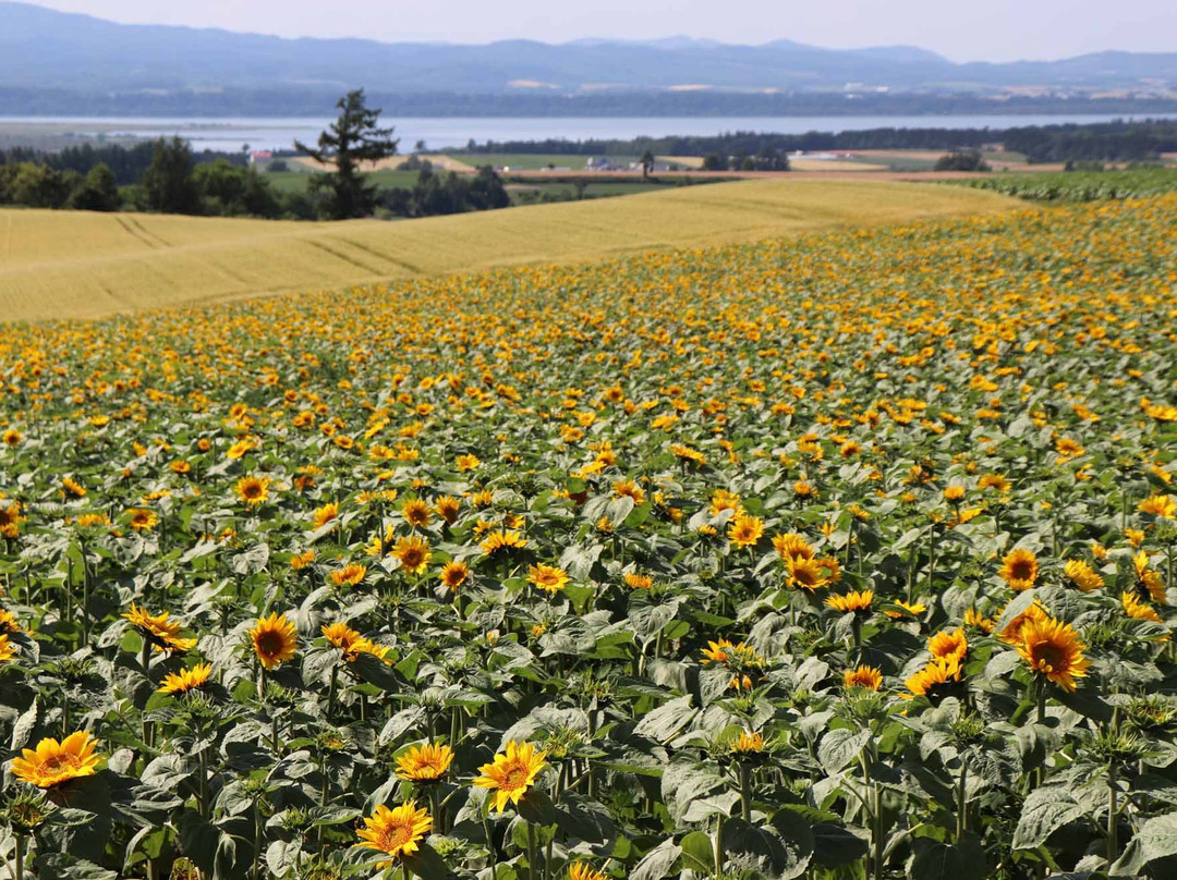 Asahigaoka Park-大空町必去景点