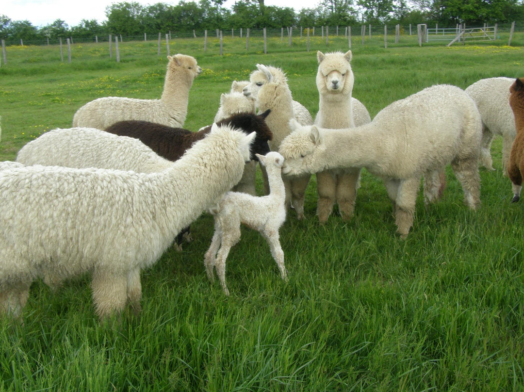 Argenton-les-Vallees旅游攻略图片