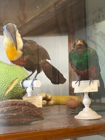 Muséum d'Histoire Naturelle de La Réunion景点图片