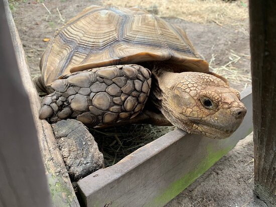 Jungle Adventures A Real Florida Animal Park-Christmas必去景点