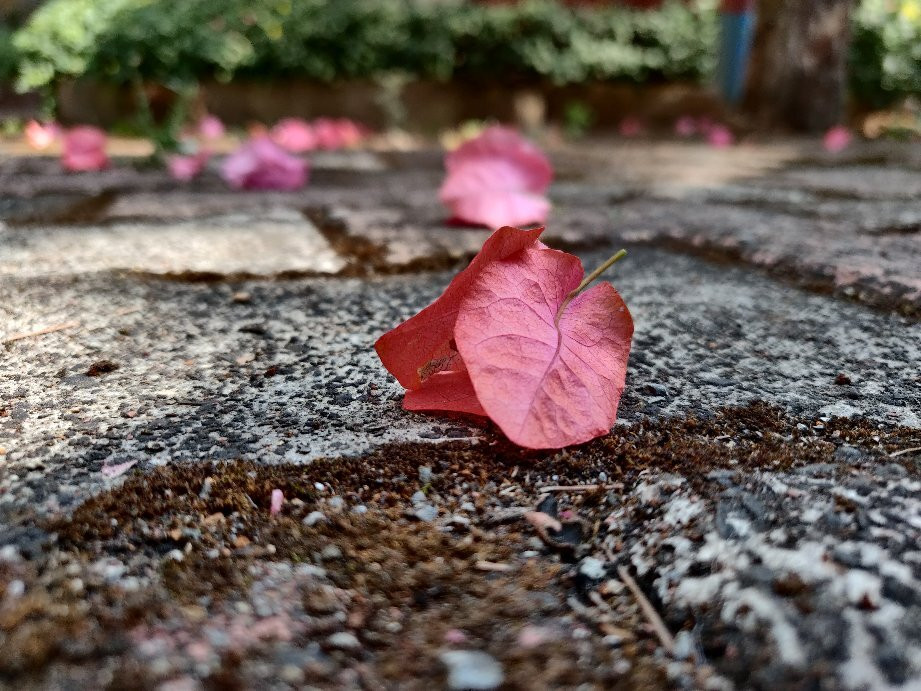 Surya Shibir Resort主图