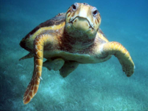 Pirate Divers Bang Niang, Khao Lak-拉克山必去景点