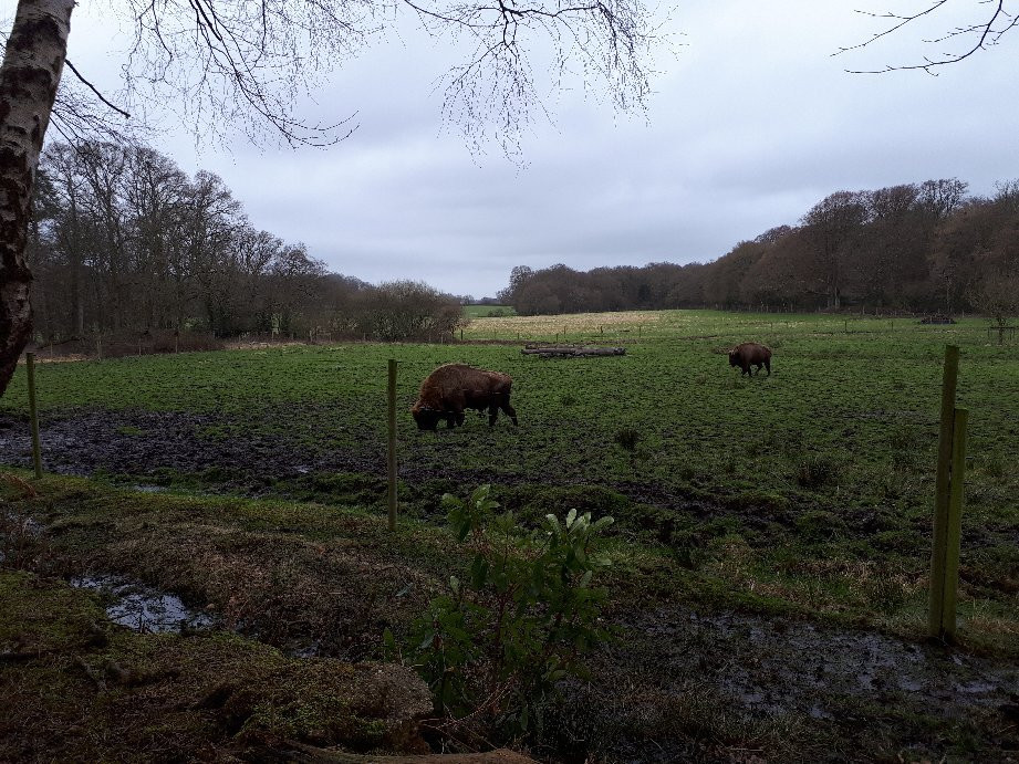 Ashurst旅游攻略图片