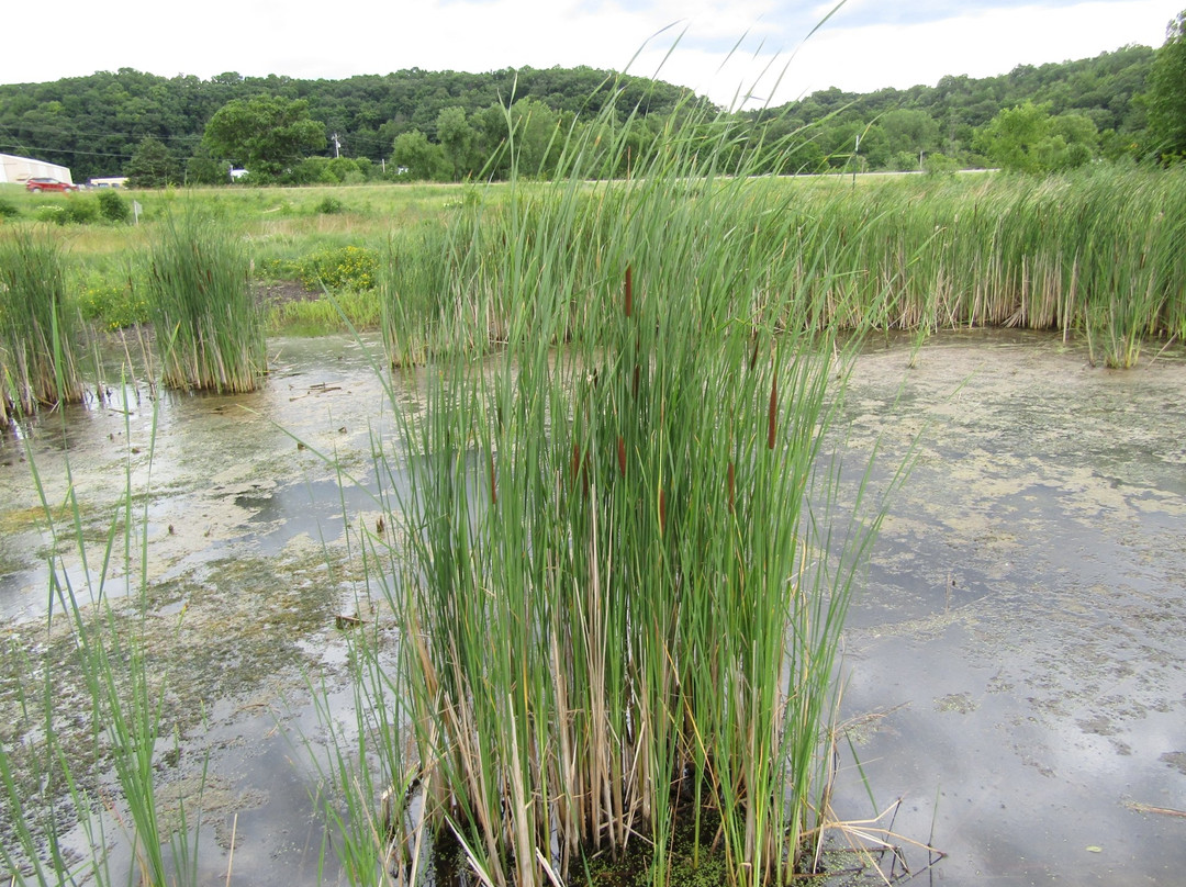 Driftless Area Wetlands Centre景点图片