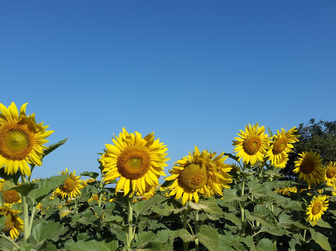 Sunflower Field景点图片