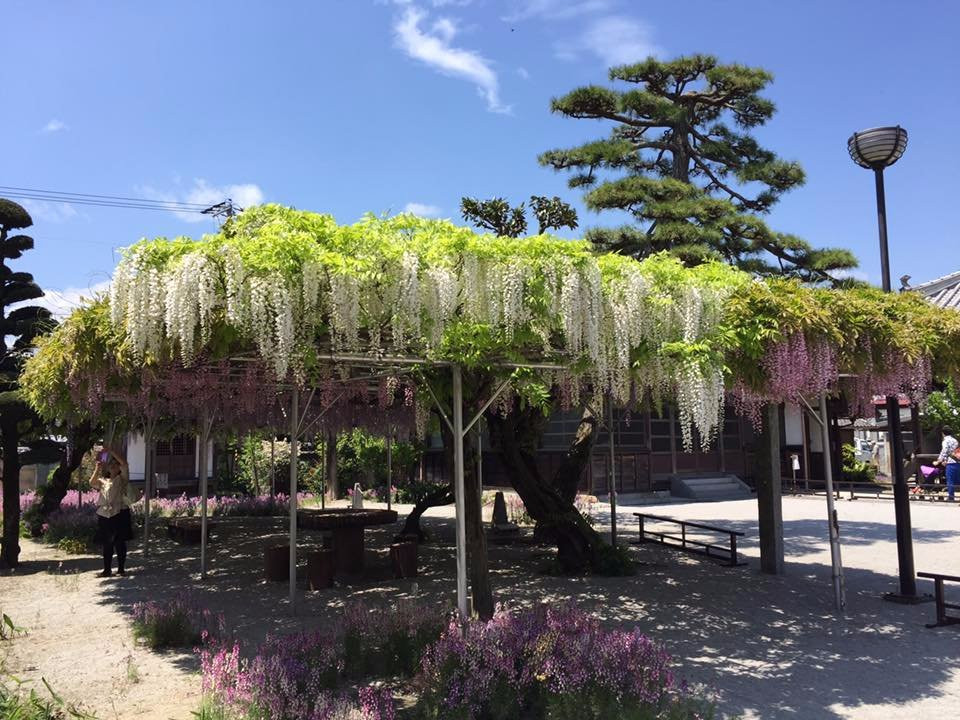 Chofuku-ji Temple-西条市必去景点