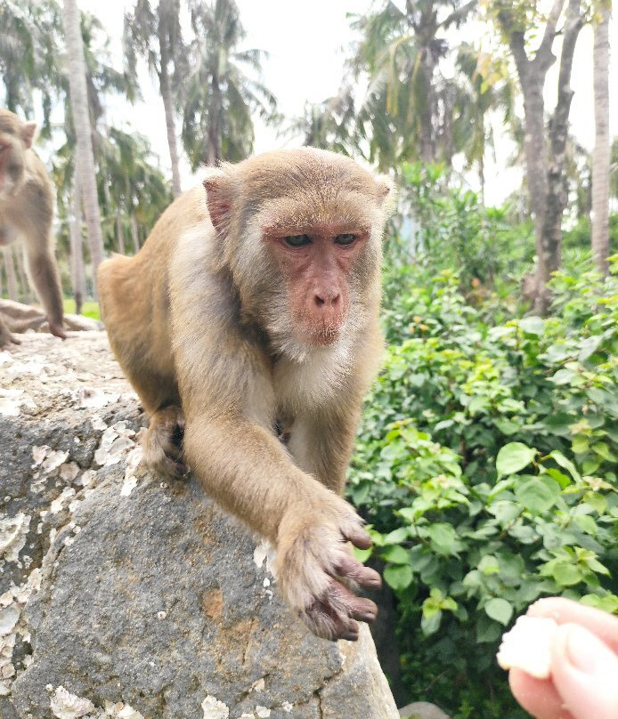 猴岛-芽庄必去景点