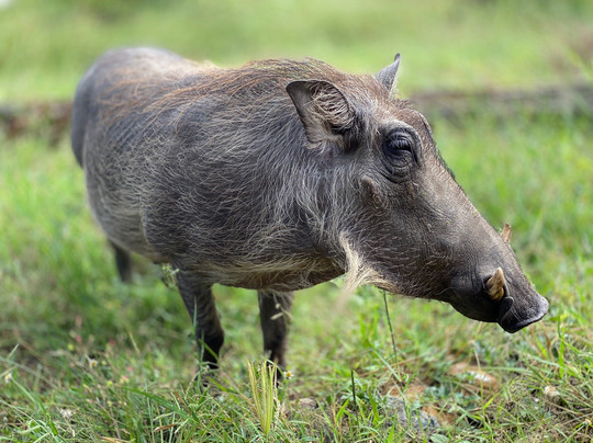 Mjejane Bush Camp主图