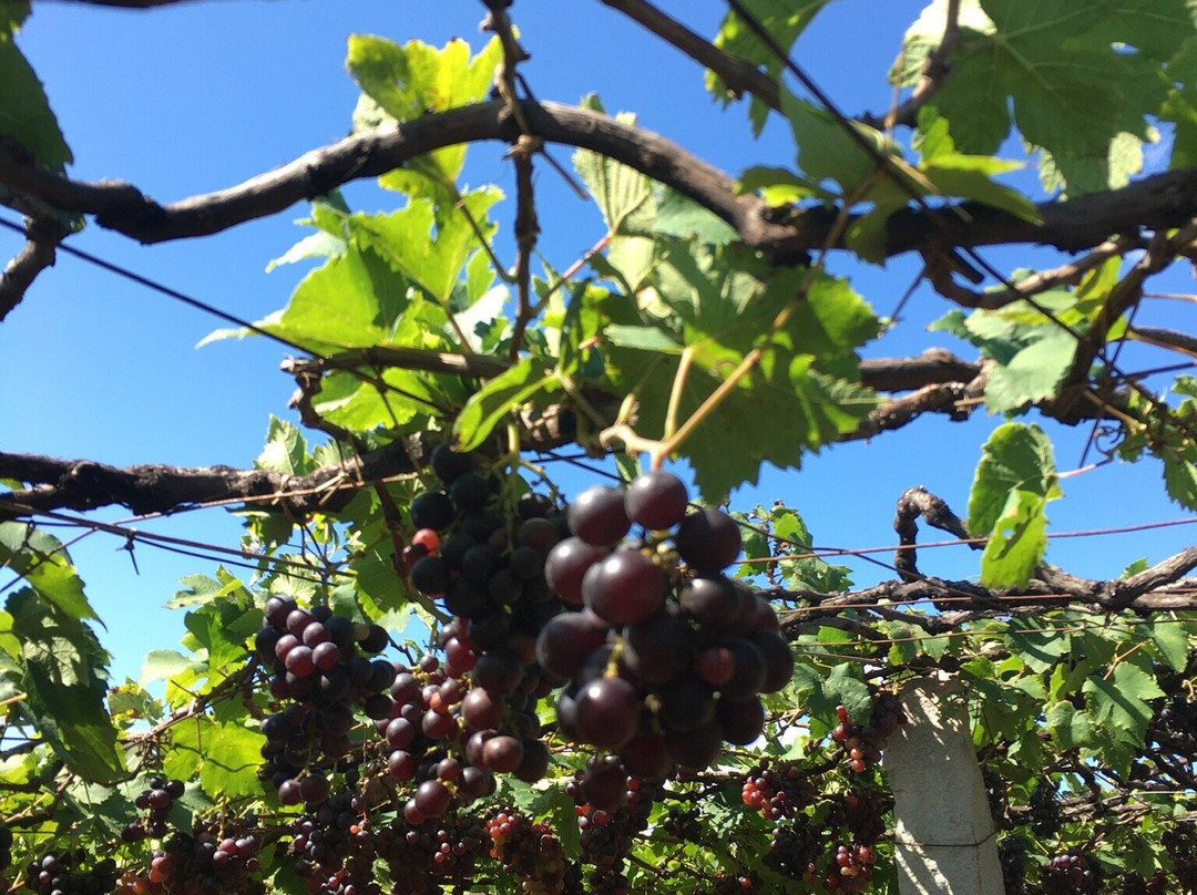 Jenis Grapes-Cumbum必去景点