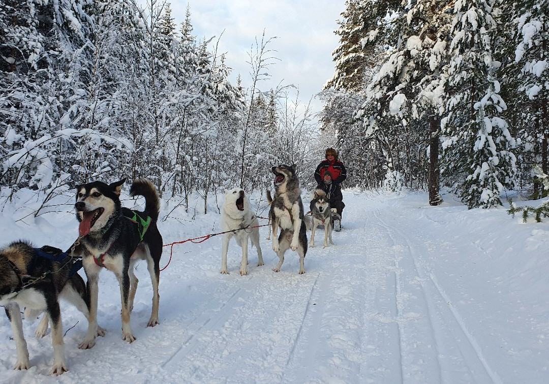 Spruce Island Husky景点图片