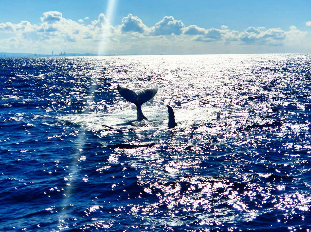 Coolangatta Whale Watch-堤维德岬必去景点