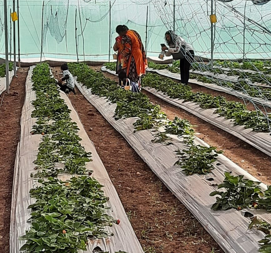 Jds Farms And Nursery景点图片