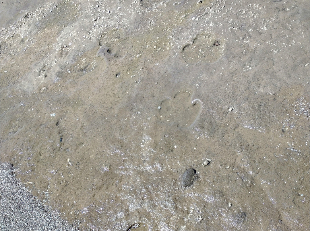 Reserva Natural Pehuen Co - Monte Hermoso-Monte Hermoso必去景点