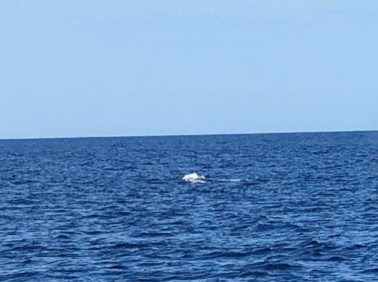 Ocean Sports Cruises-威可洛亚必去景点