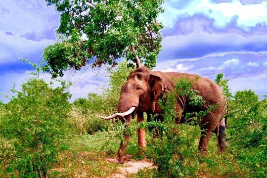 Urlaub Reisen Srilanka