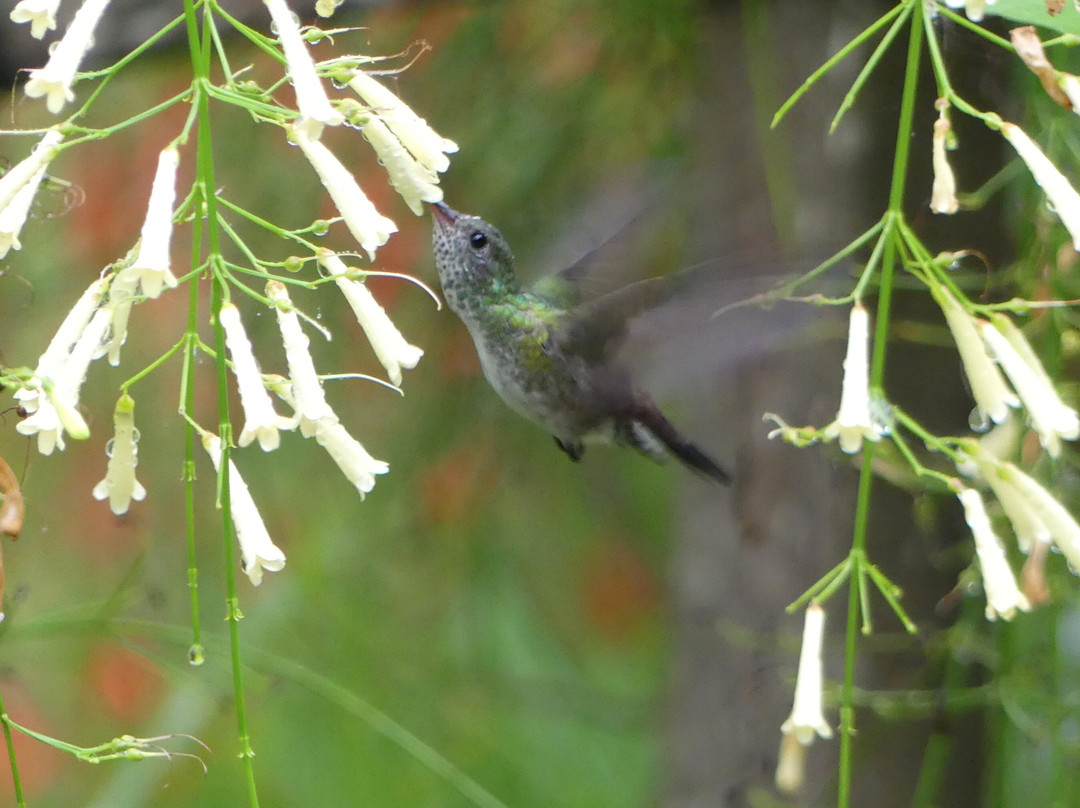 Las Jawas Lodge主图