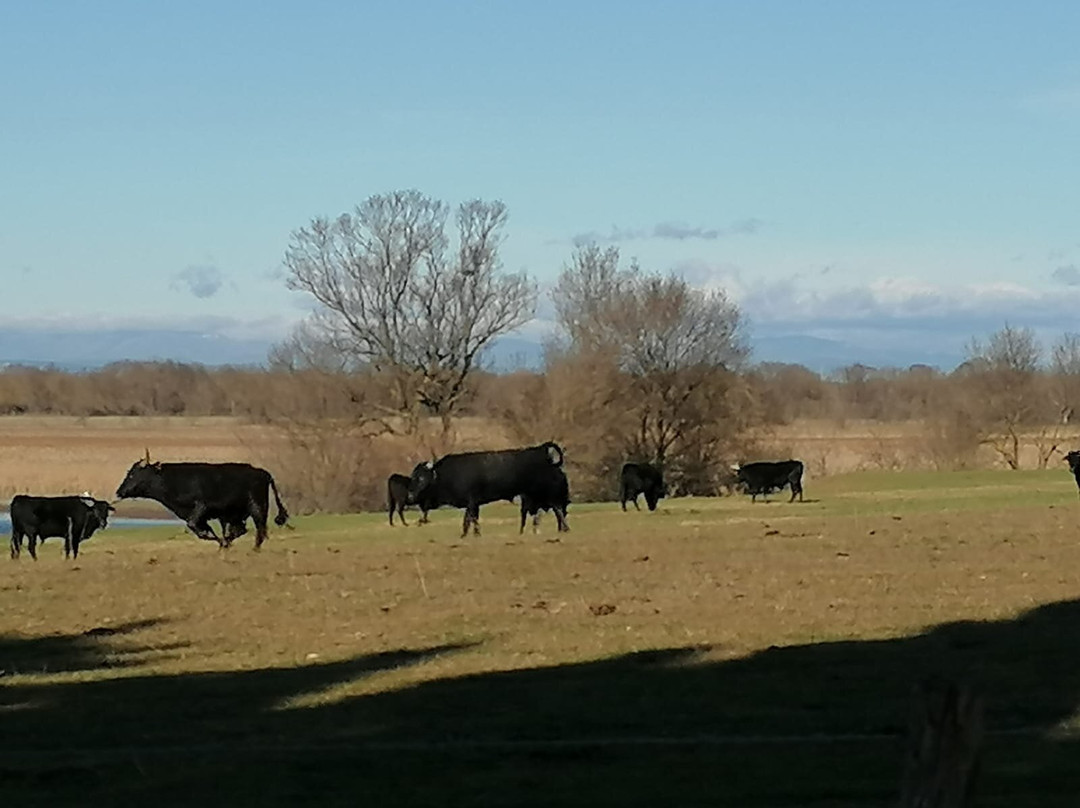 Happy Tour Camargue-艾格莫尔特必去景点