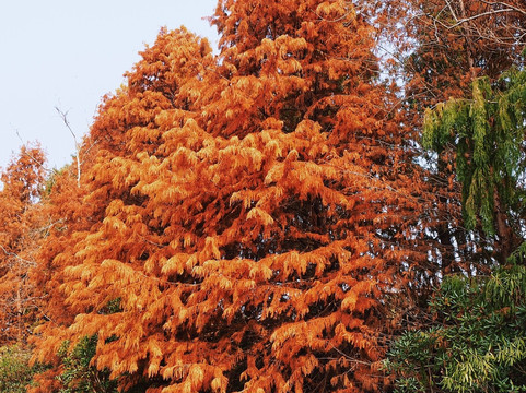 海湾国家森林公园-上海市必去景点