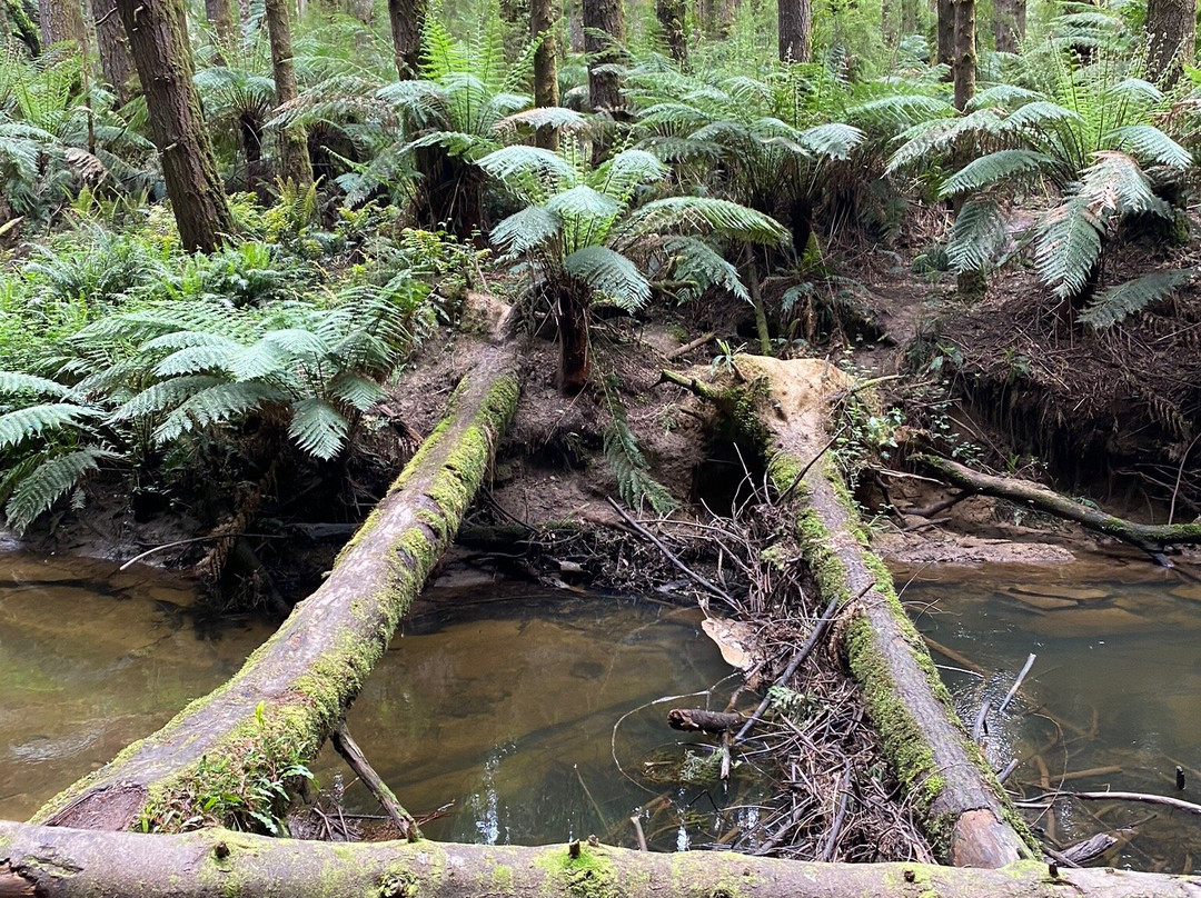 The Redwoods-Beech Forest必去景点