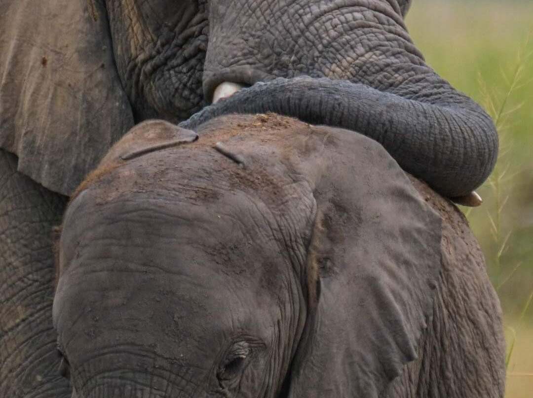 Maasai Mara National Reserve-纳罗克必去景点