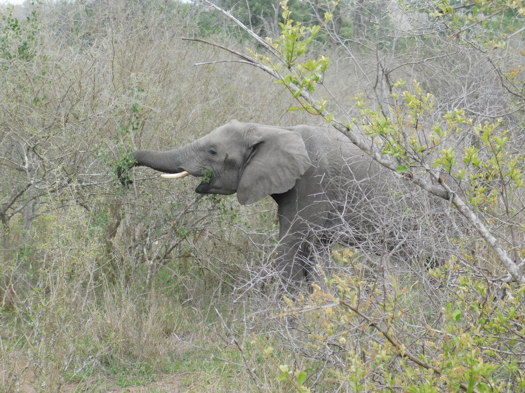 Kruger Pride Safaris-玛洛斯帕克必去景点
