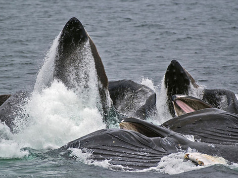 UnCruise Adventures-朱诺必去景点