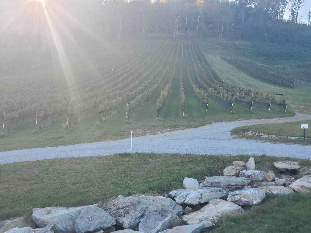 Stone Ashe Vineyard景点图片