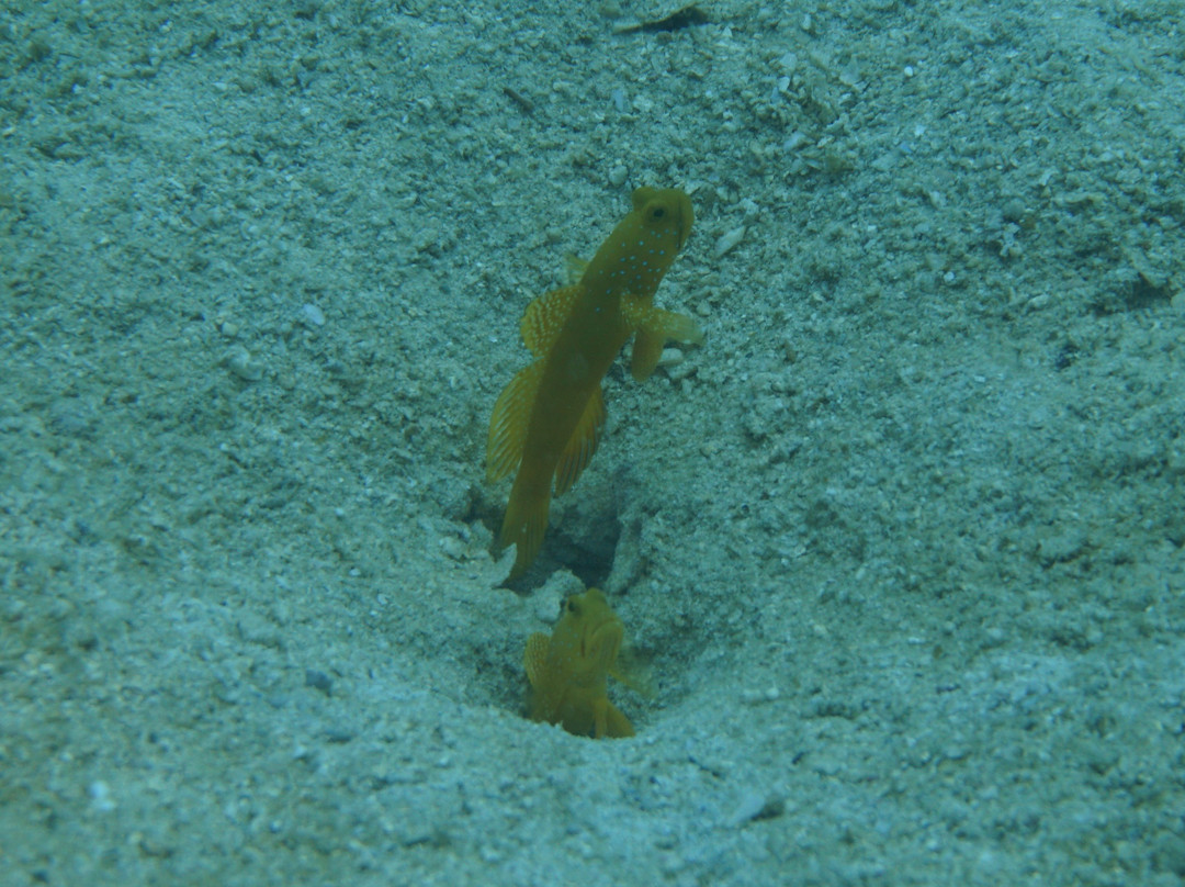 Rayong Dive Center-罗勇必去景点