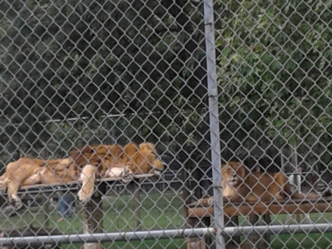 Greenview Aviaries Park and Zoo景点图片