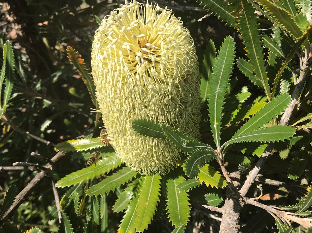 Kattang Nature Reserve-Camden Head必去景点