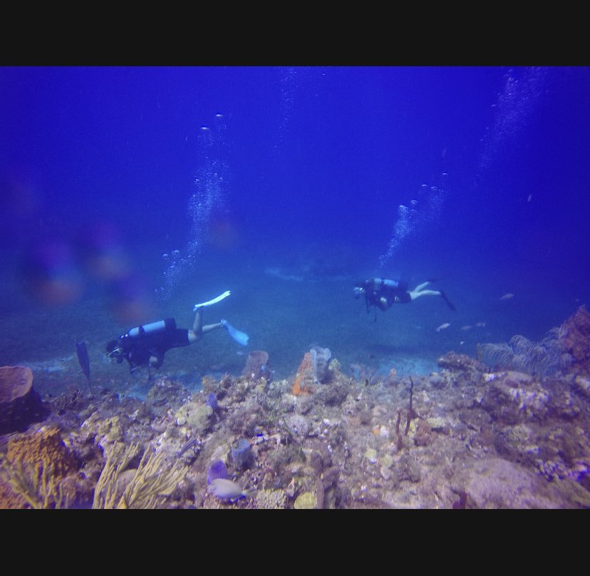 Les Baillantes Tortues-Pointe-Noire必去景点