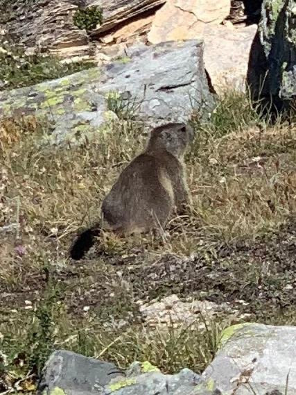 Marmot Trail-策马特必去景点