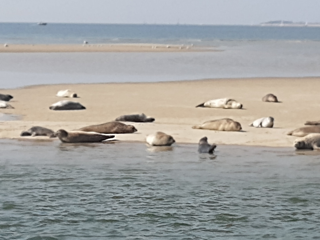 Talisman zeehondentocht Terschelling-West-Terschelling必去景点