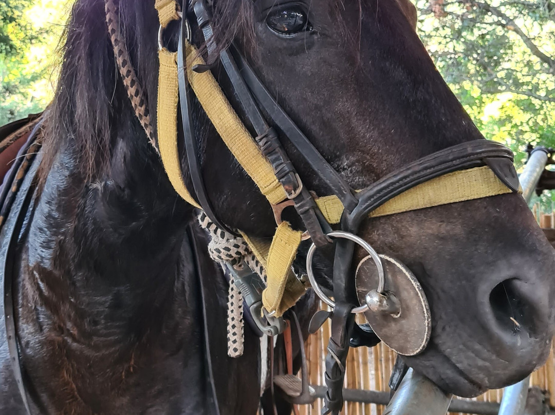 Centro Equestre La Rena Bianca-Badesi必去景点