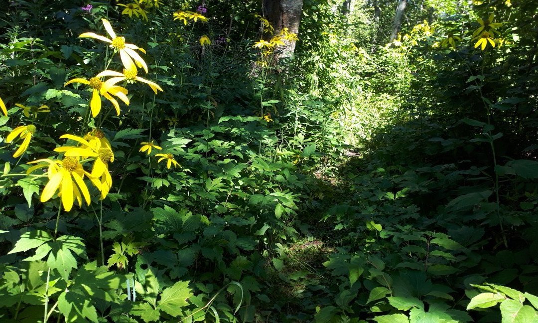 Gorge Creek Trail-Wasagaming必去景点