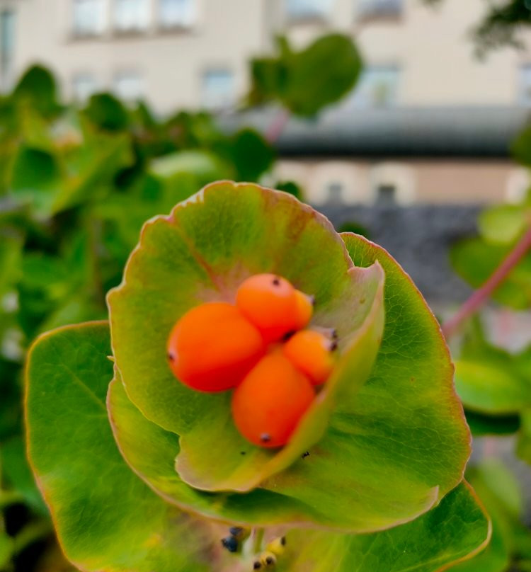 Garden of the Schoolparc景点图片